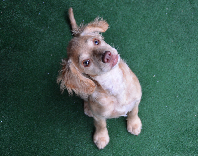 Dog tilting its head